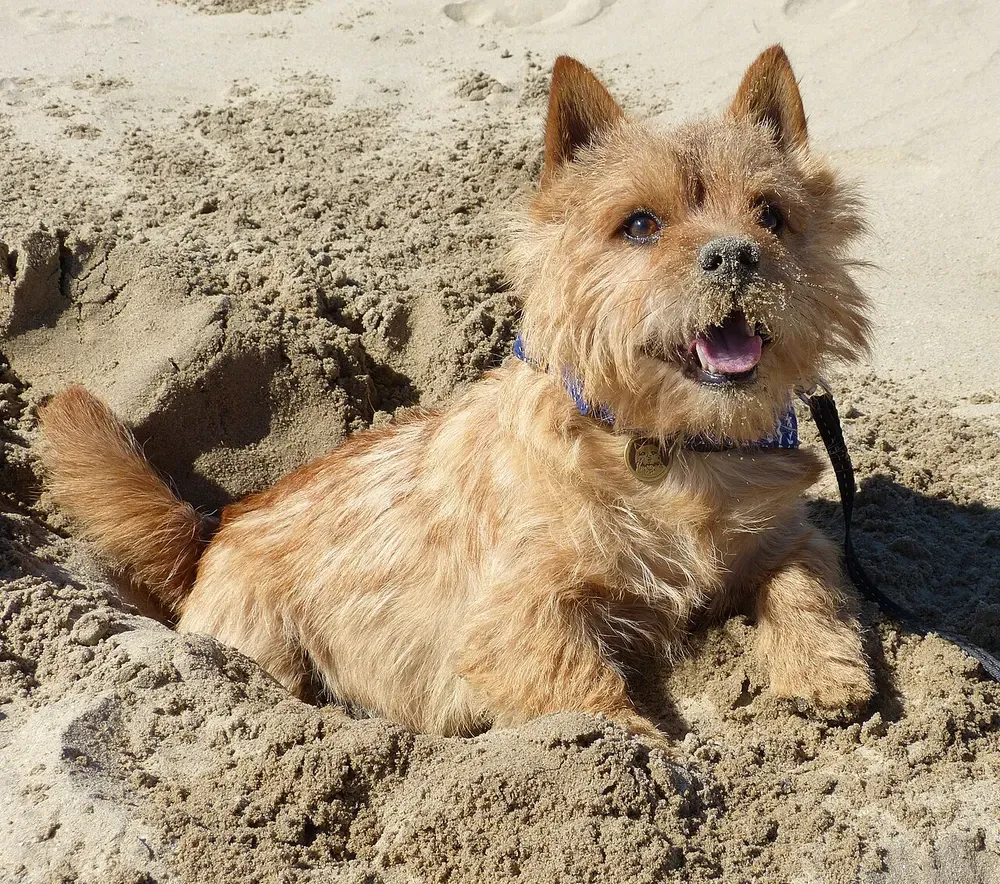 Norwich terrier: foto 5