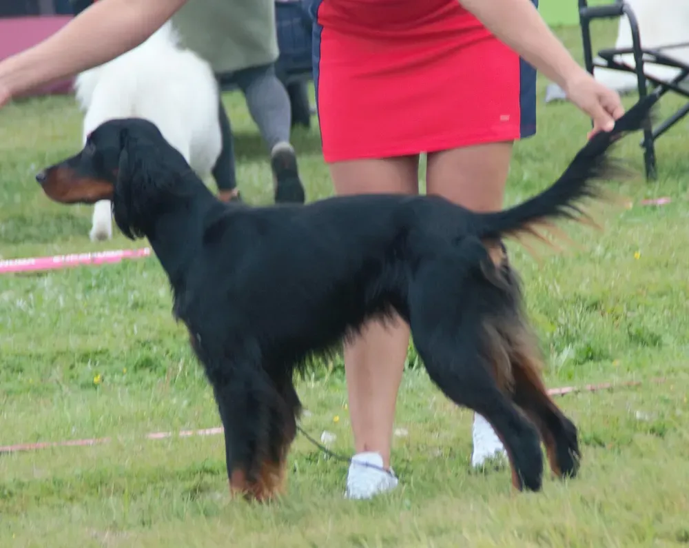 Setter Gordon: foto 5
