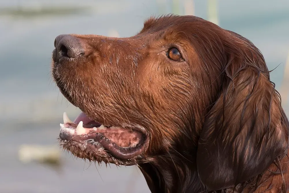Setter irlandés: foto 5
