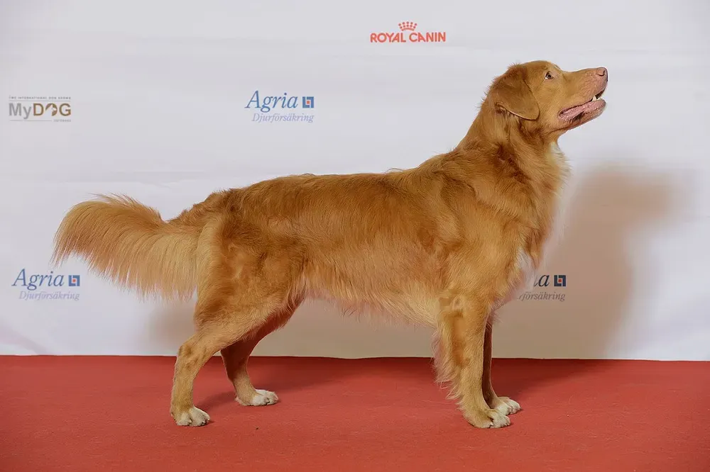 Retriever de Nueva Escocia: foto 5