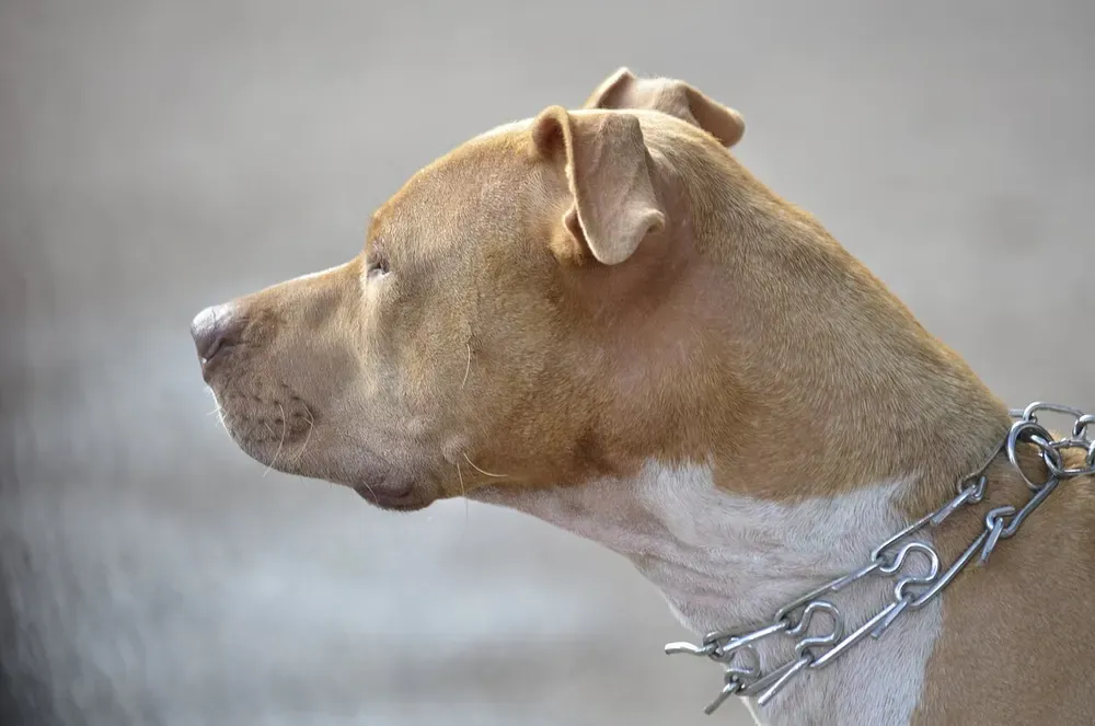 American Pit Bull Terrier: foto 5