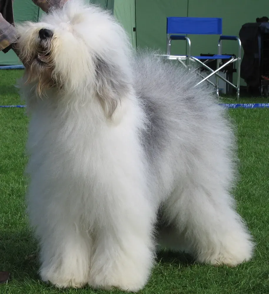 Bobtail (antiguo pastor inglés): foto 5