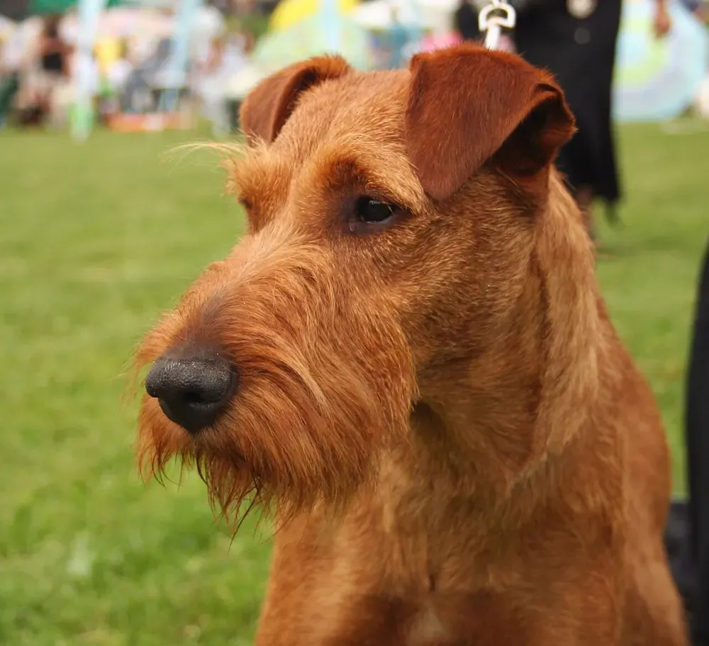 Terrier irlandés: foto 5