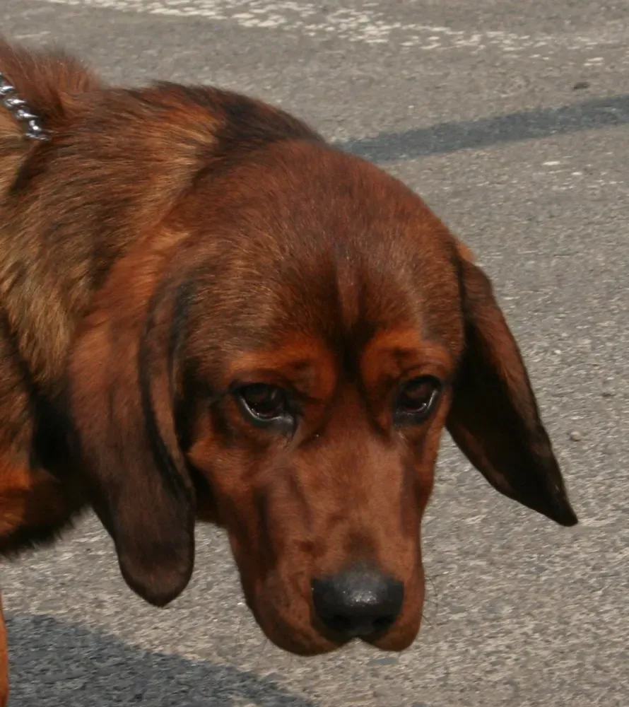 Basset de los Alpes: foto 5