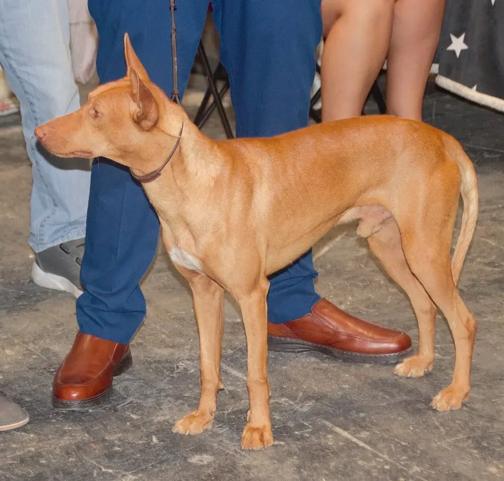 Podenco andaluz: foto 5