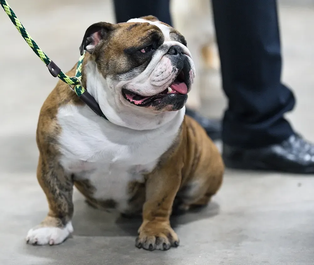 Bulldog inglés: foto 5