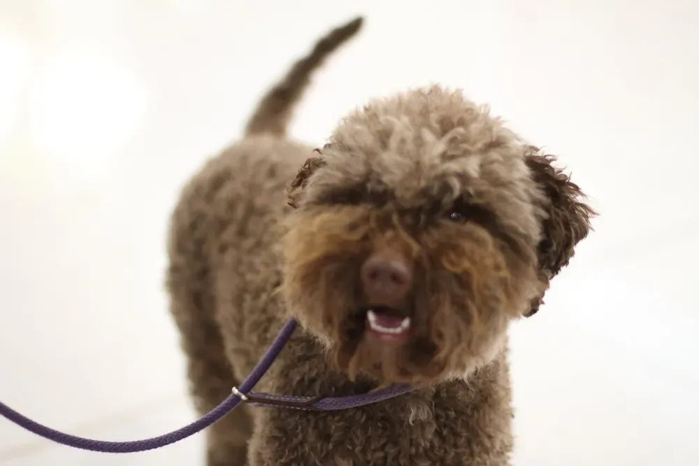 Lagotto romagnolo: foto 5
