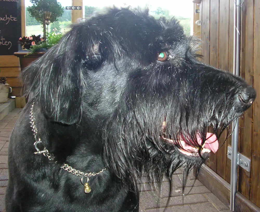 Schnauzer gigante: foto 5