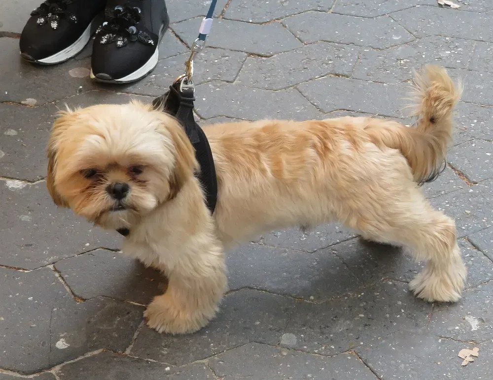 Shih tzu: foto 5