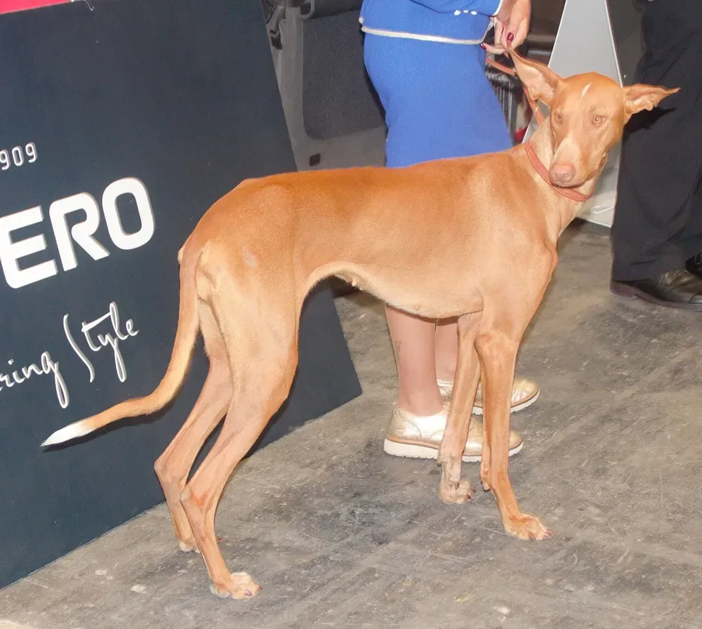 Podenco canario: foto 5