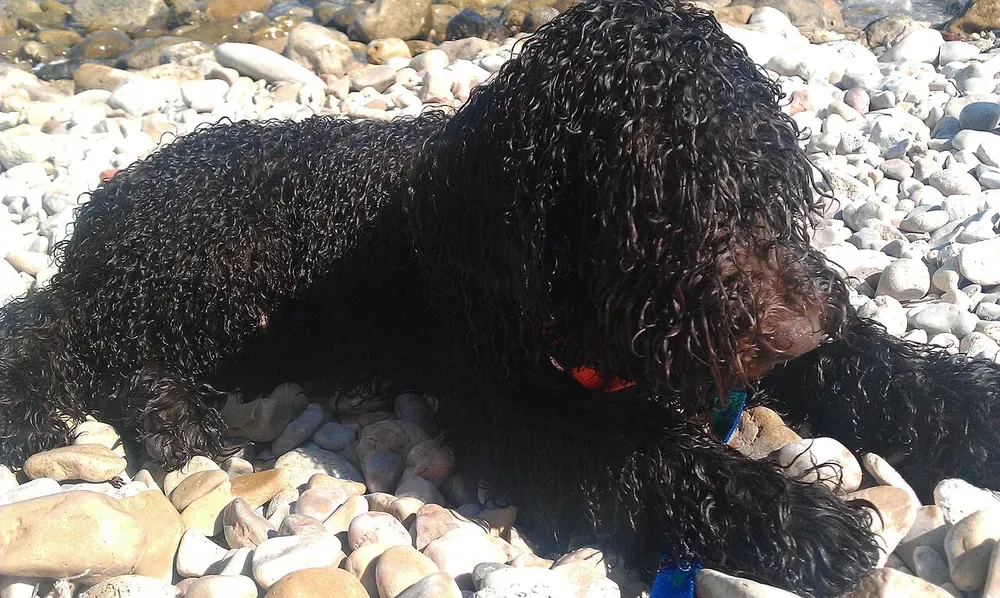 Perro de agua español: foto 5