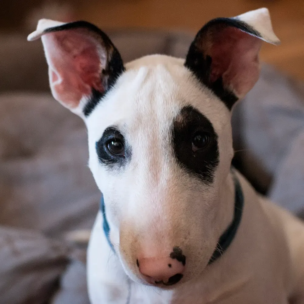 Bull terrier: foto 5