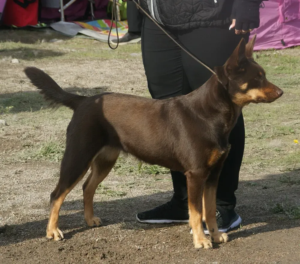 Kelpie australiano: foto 5