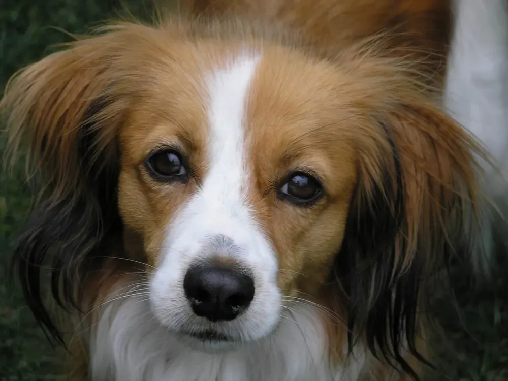 Kooikerhondje: foto 5