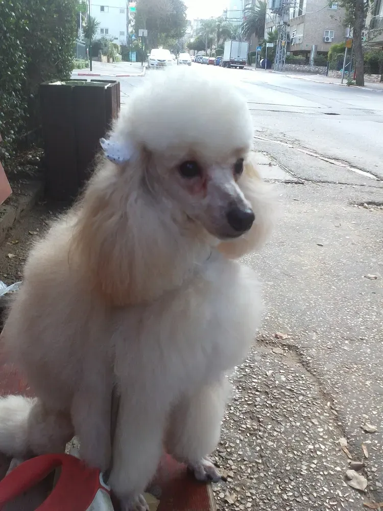 Caniche toy: foto 5