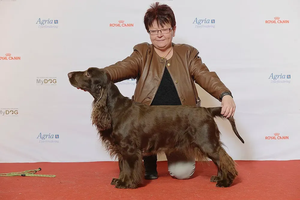 Field spaniel: foto 5