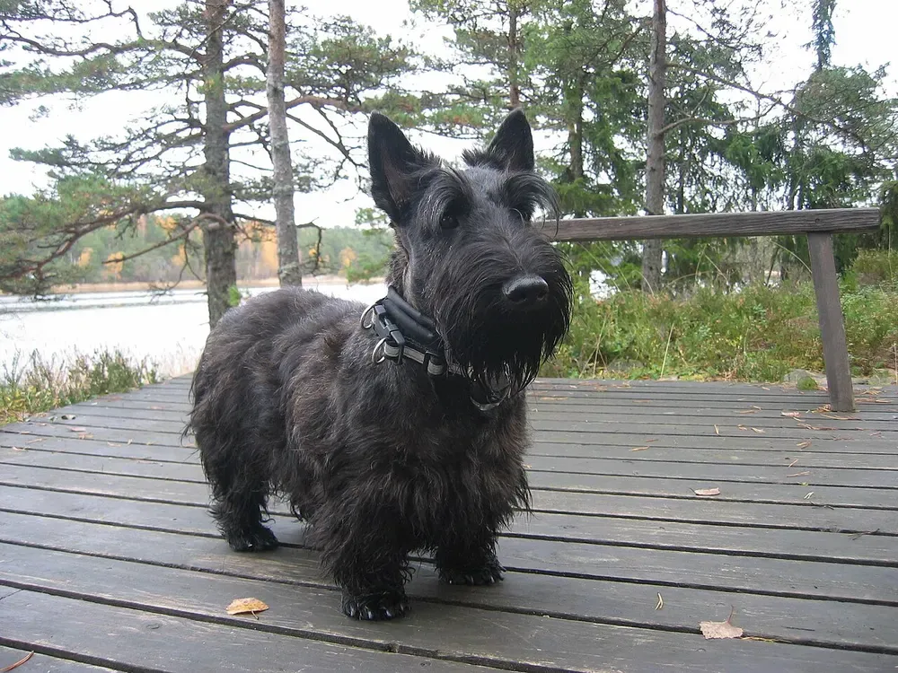 Scottish terrier: foto 5