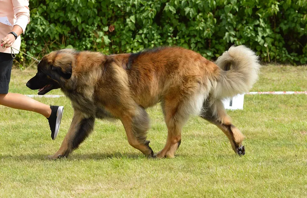Leonberger: foto 5