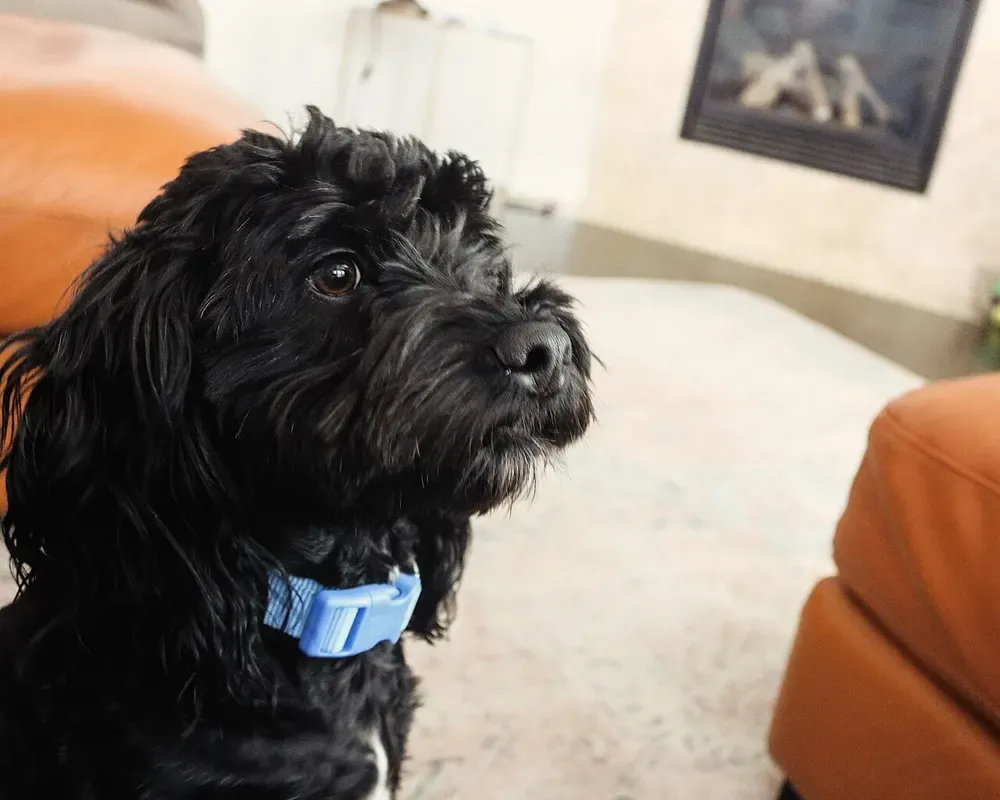 Cockapoo: foto 5