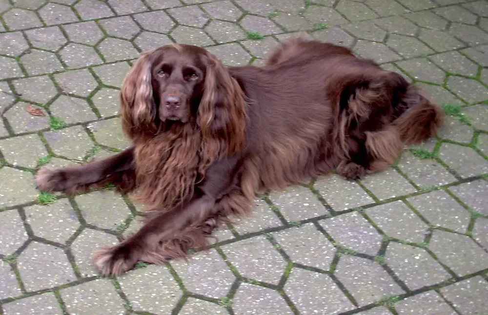 Perro de muestra alemán de pelo largo: foto 5