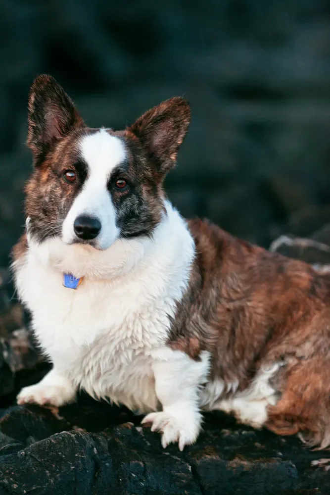 Corgi galés Cardigan: foto 5