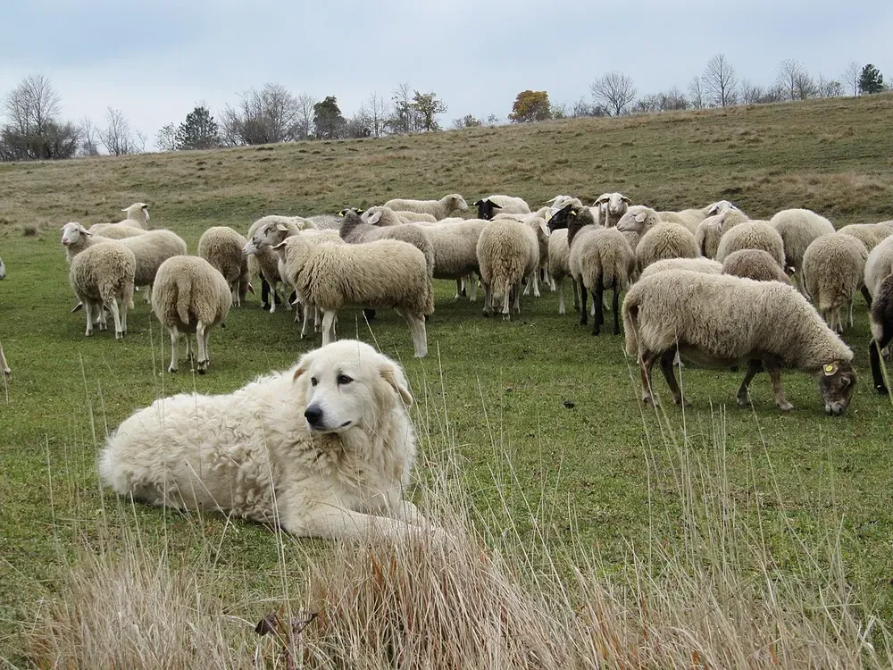 Pastor de Maremma-Abruzzo: foto 5