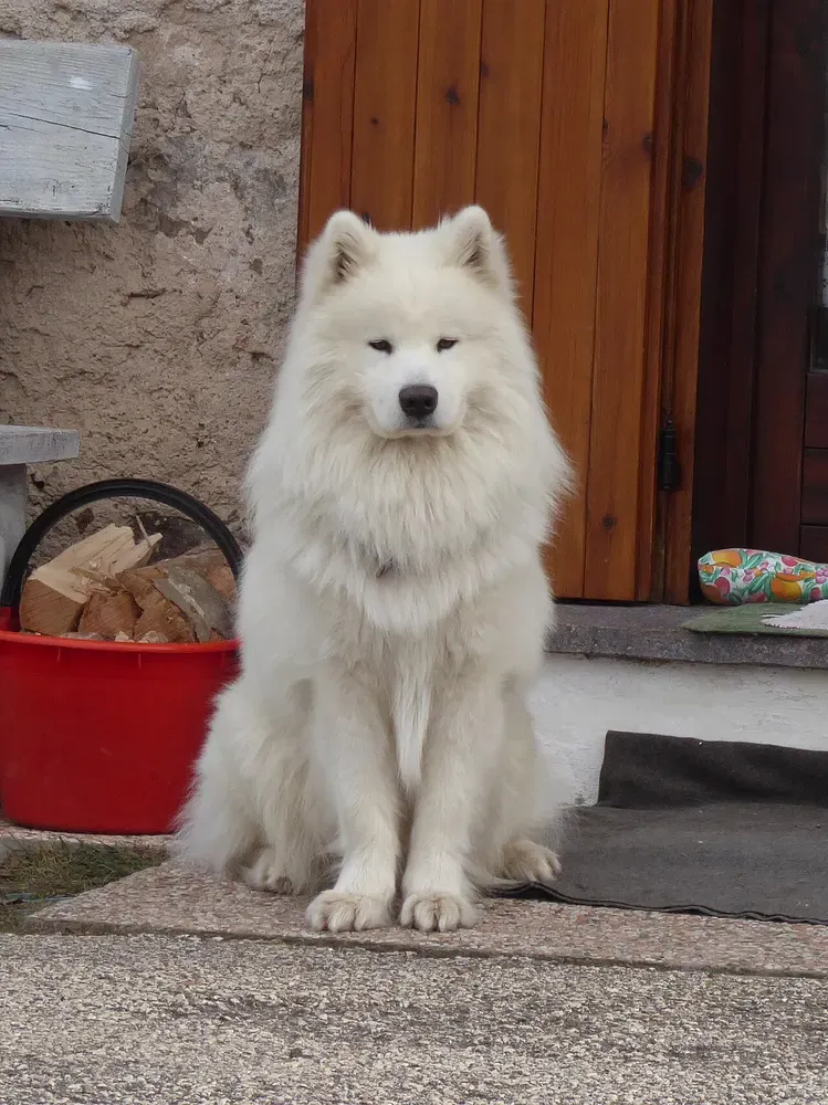 Samoyedo: foto 5