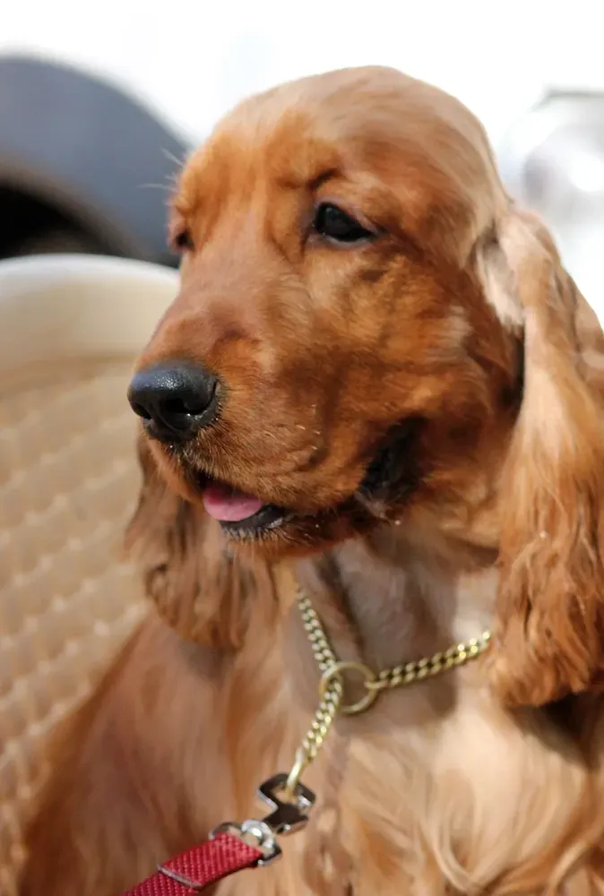 Cocker spaniel inglés: foto 5