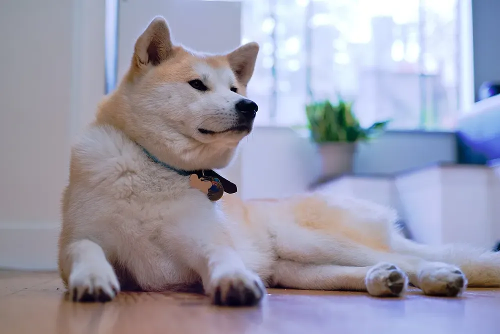 Akita inu: foto 5