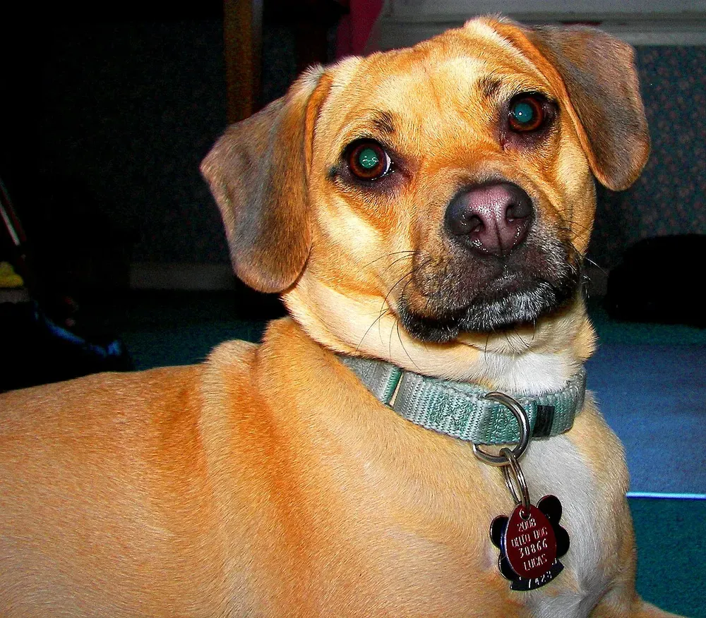 Puggle: foto 5