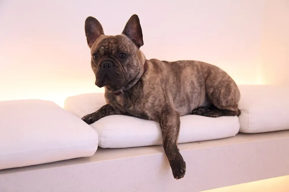 Bulldog francés: foto 5
