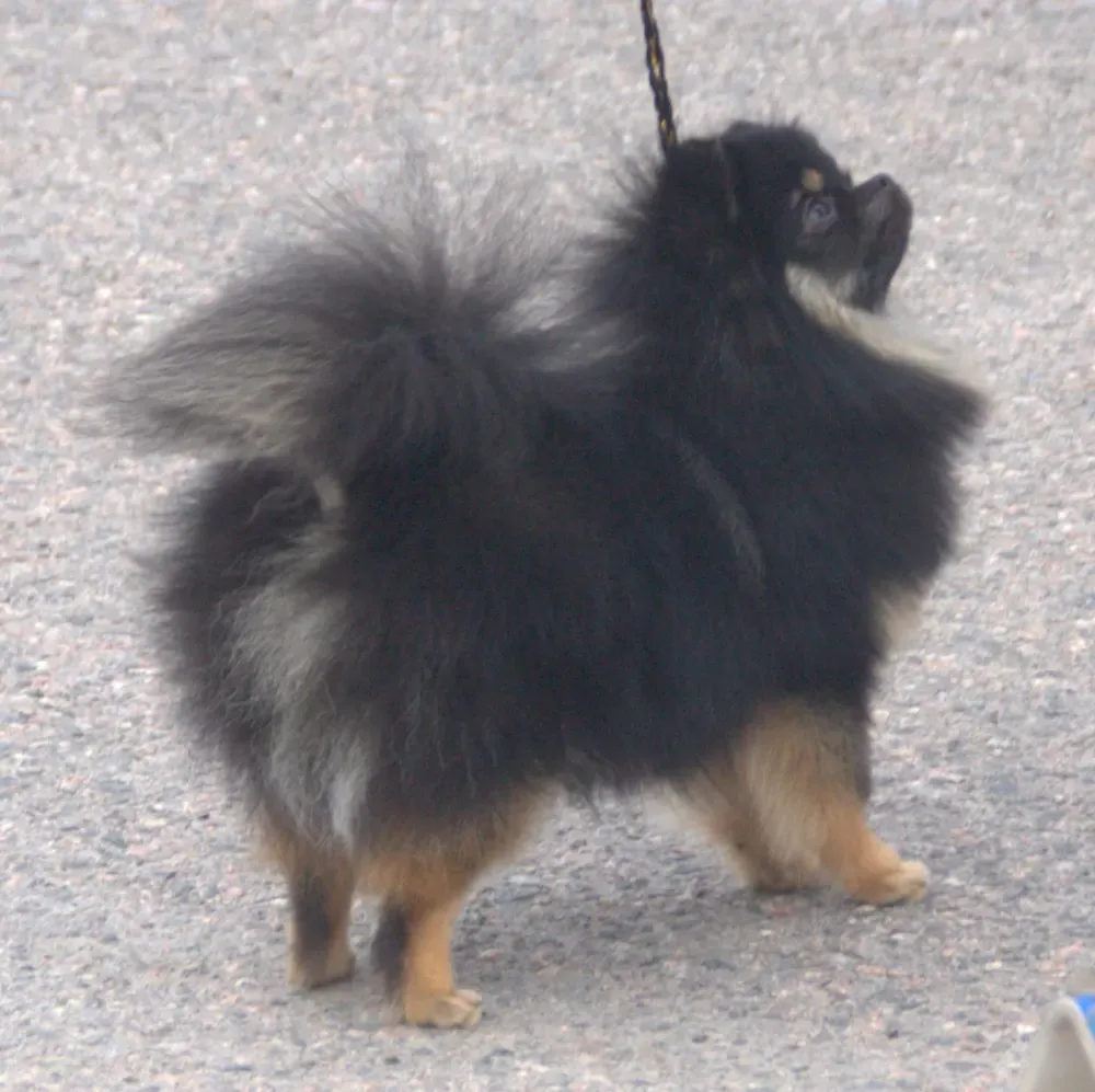 Pomerania (Spitz enano): foto 5