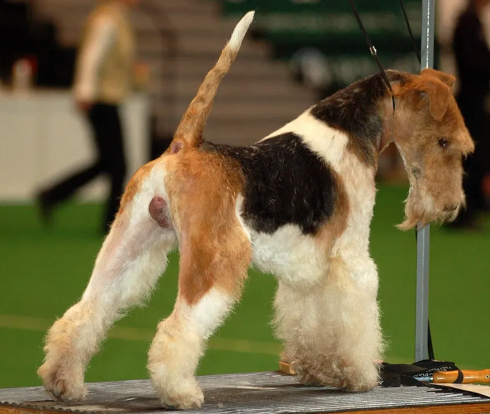 Fox terrier de pelo duro: foto 5