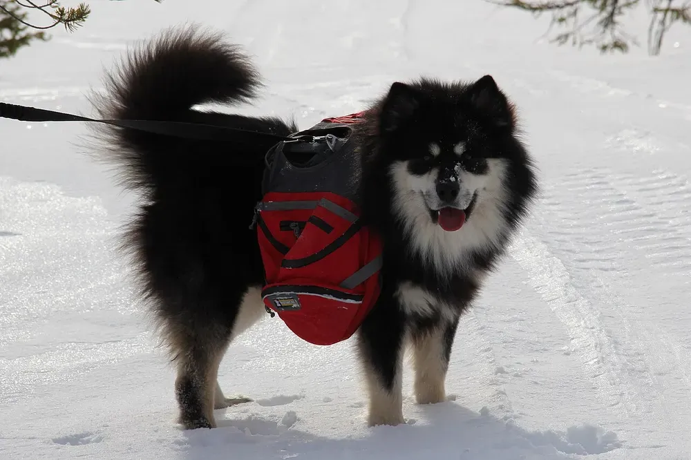Lapphund finlandés: foto 5