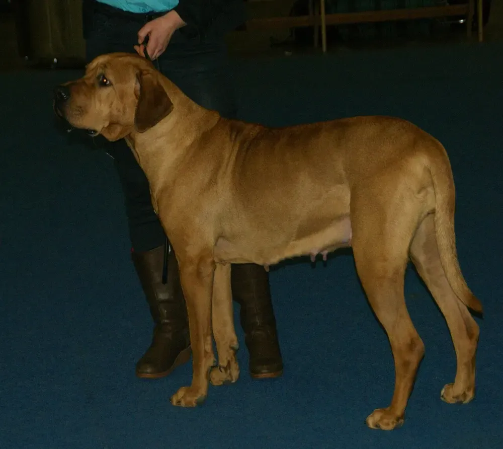 Tosa inu: foto 5