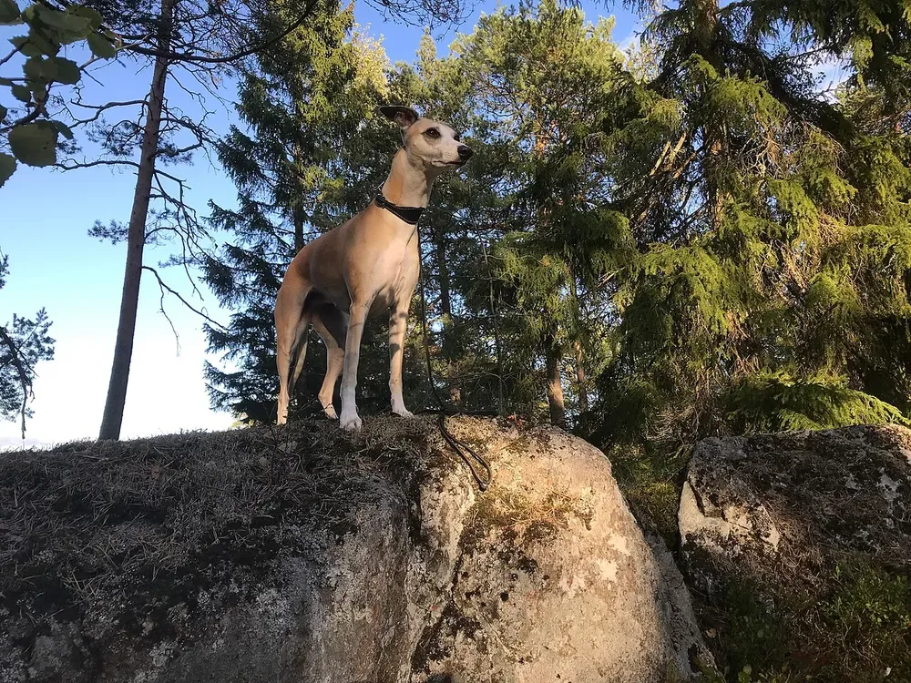 Whippet: foto 5