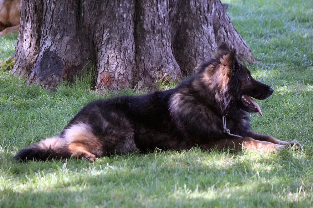 Perro de Bohemia (Chodsky pes): foto 5