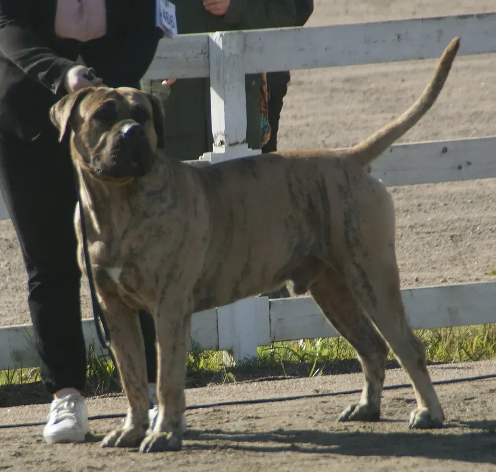 Presa canario: foto 5