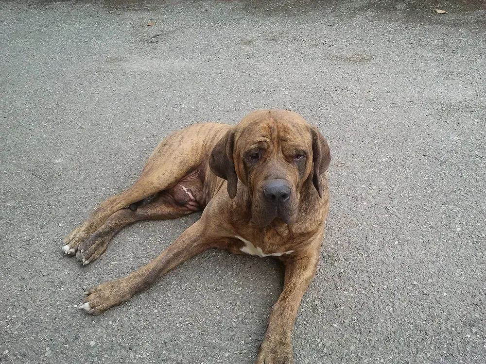 Fila brasileño: foto 5