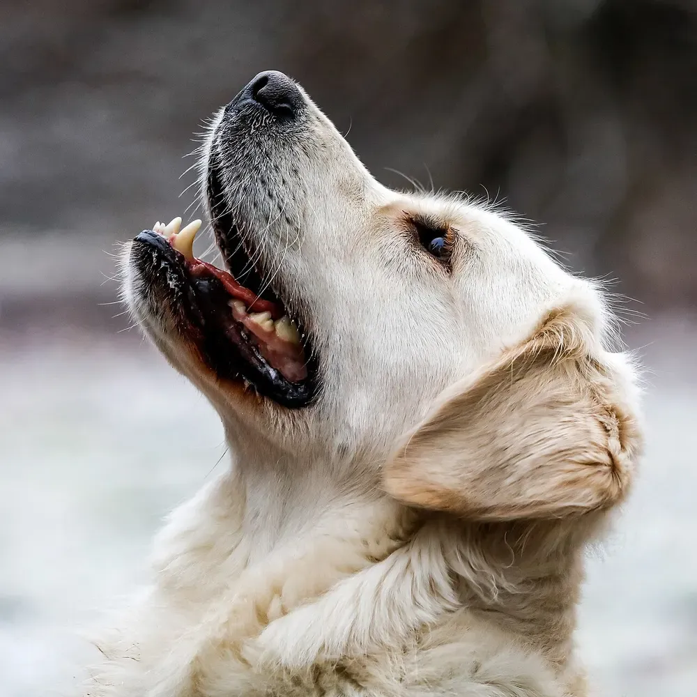 Golden retriever: foto 5