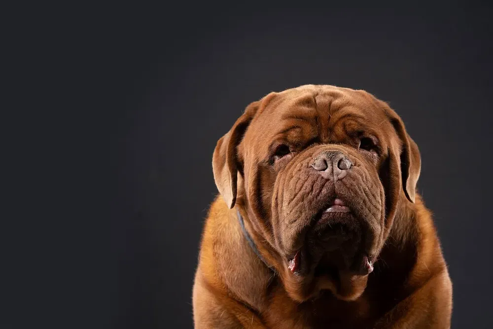 Dogo de Burdeos: foto 5