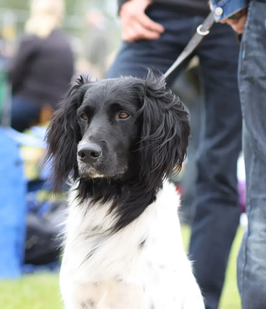 Gran Münsterländer: foto 5
