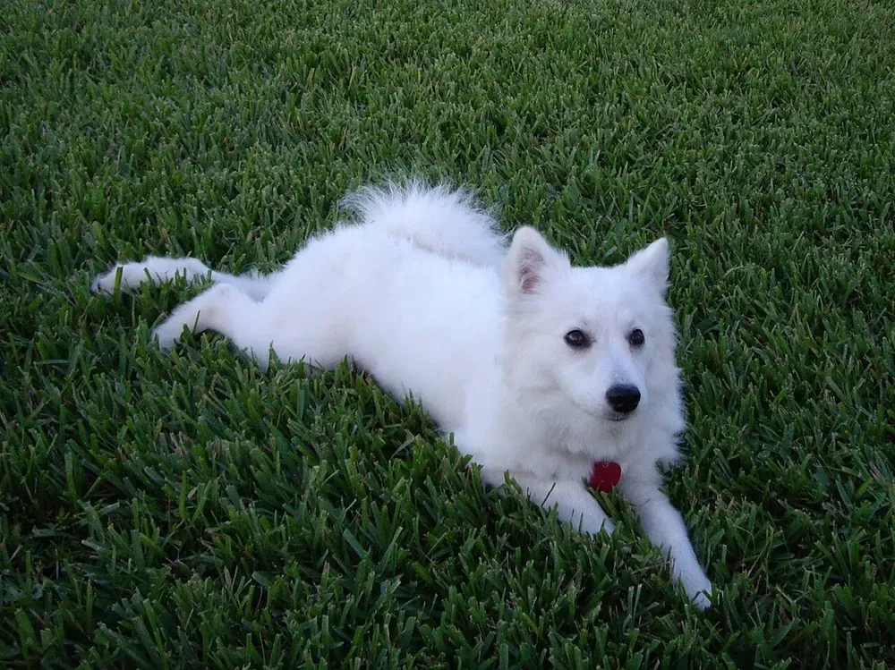 American Eskimo Dog: foto 5