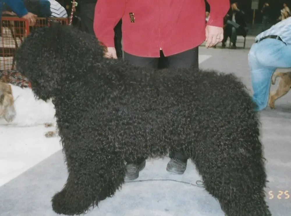 Barbet: foto 5