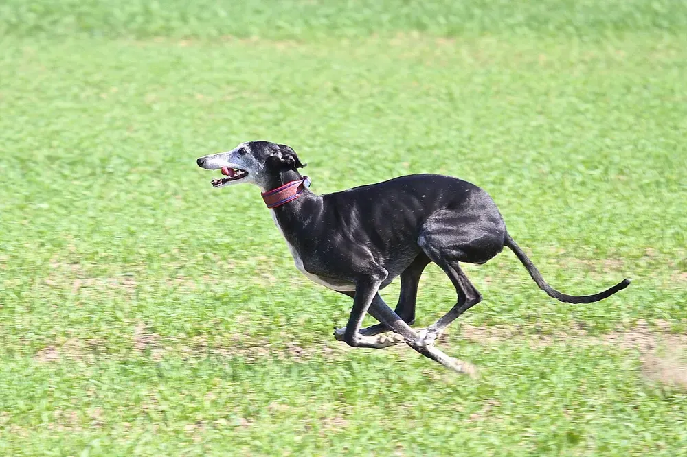 Galgo español: foto 5