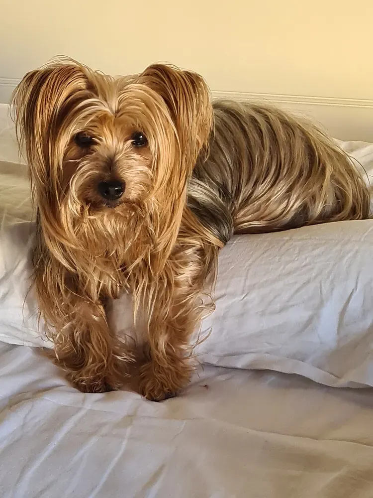 Yorkshire terrier: foto 5