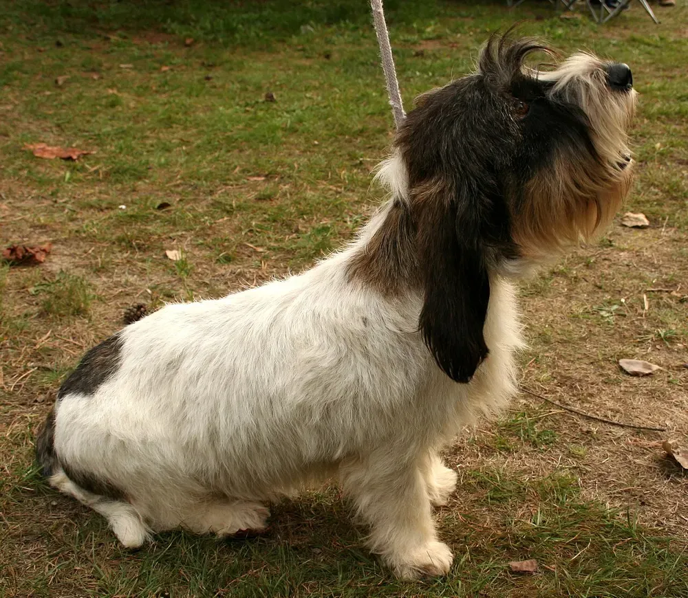 Pequeño basset grifón vendeano: foto 5