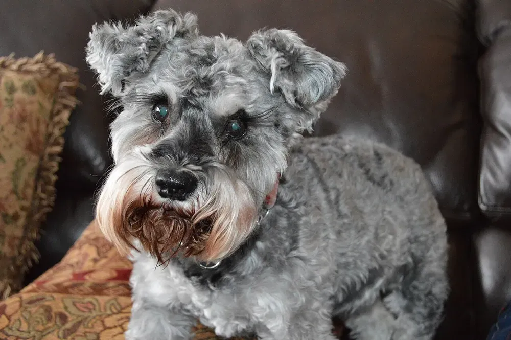 Schnauzer miniatura: foto 5