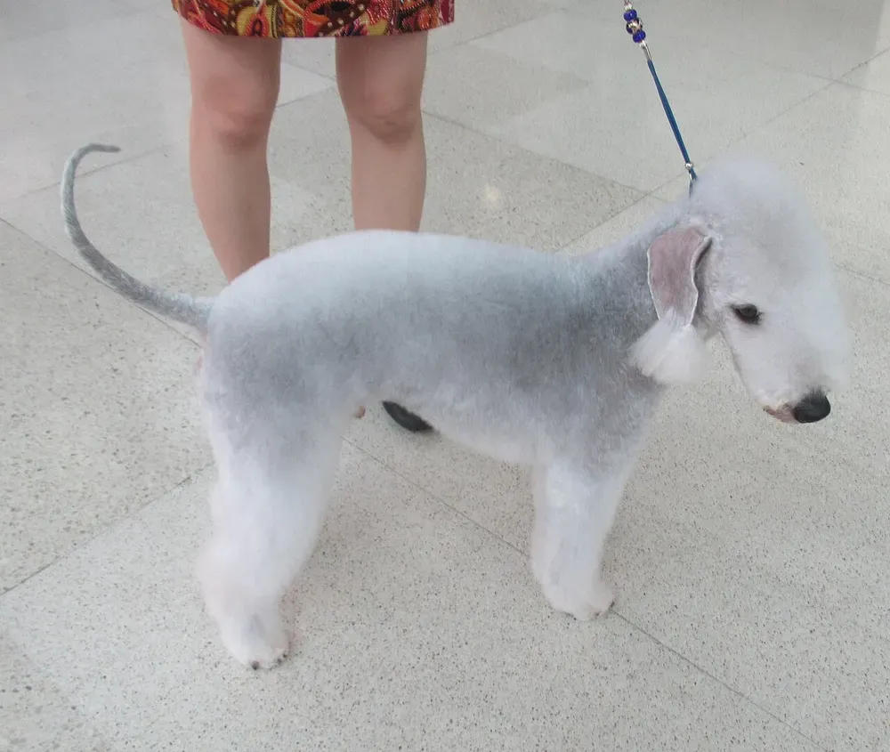 Bedlington terrier: foto 5