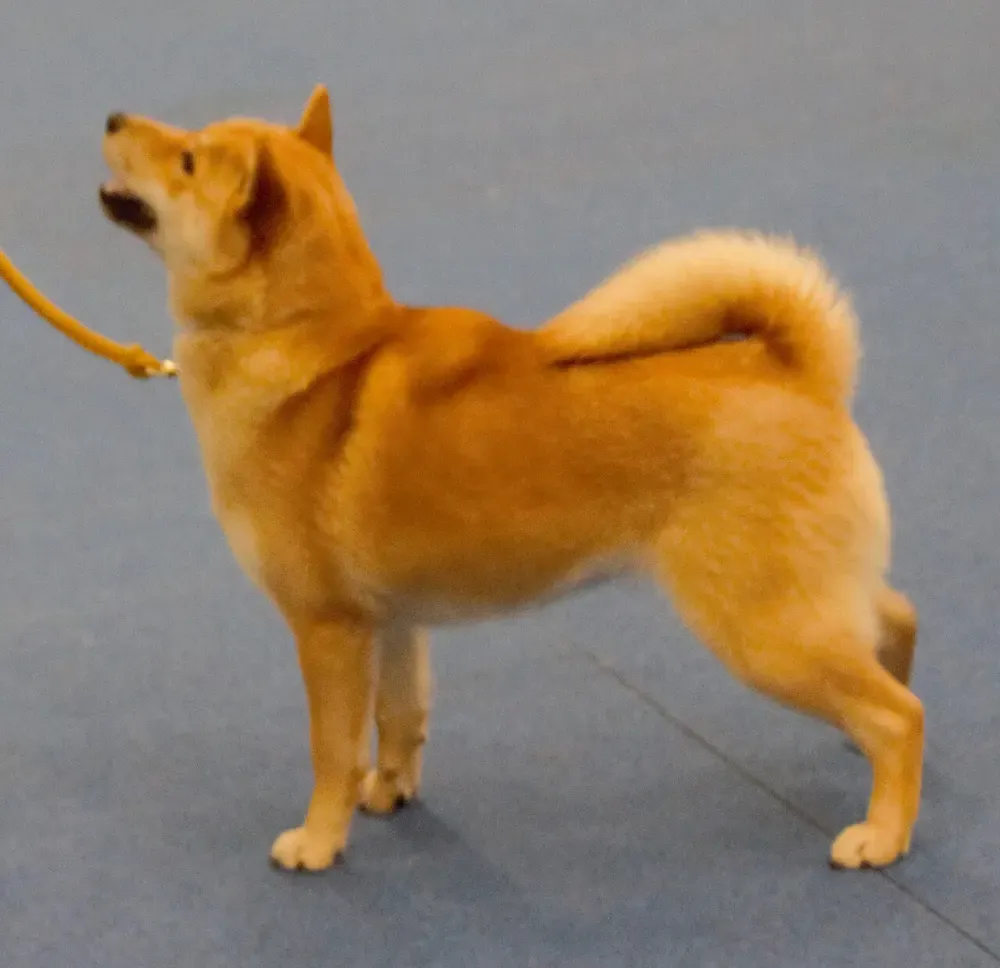 Hokkaido: foto 5